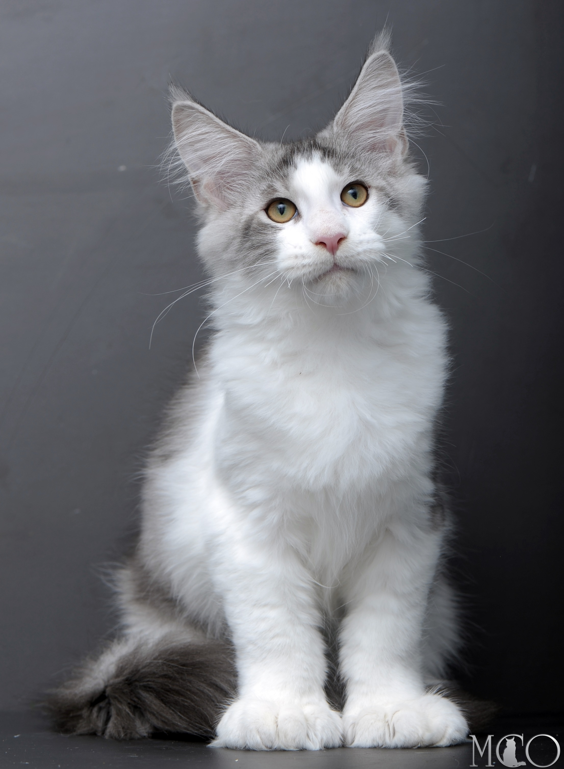 Купить котенка Мейн кун Persey, ns 22 03 