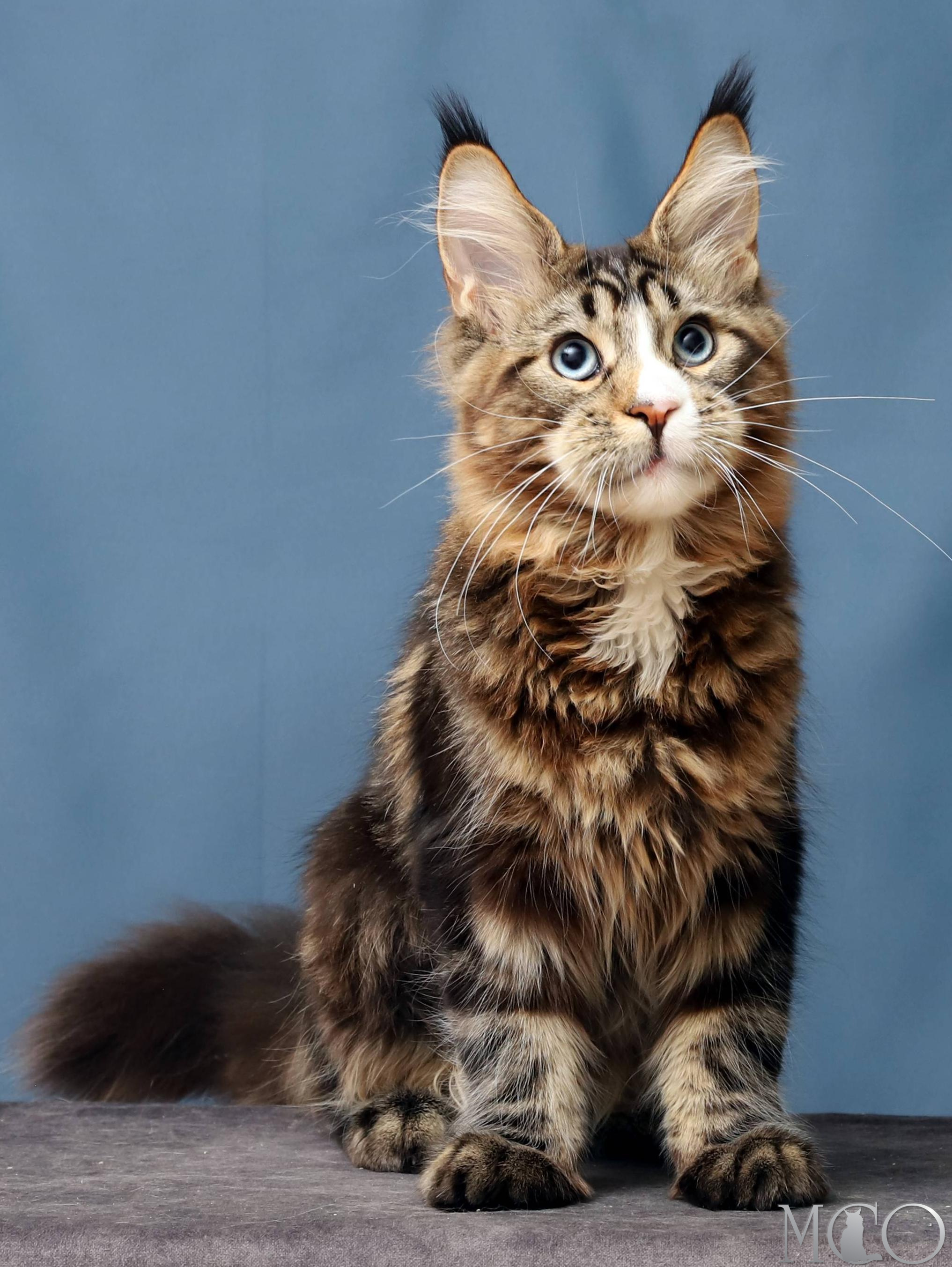 Купить котенка Мейн кун Robson, n 22 03 61