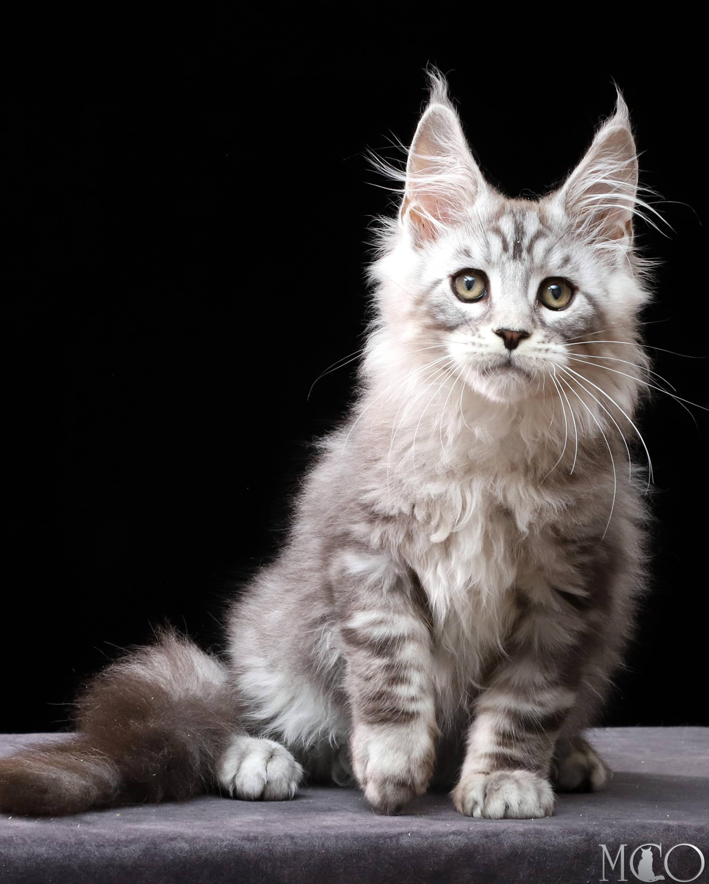 Купить котенка Мейн кун Darwin, ns 22