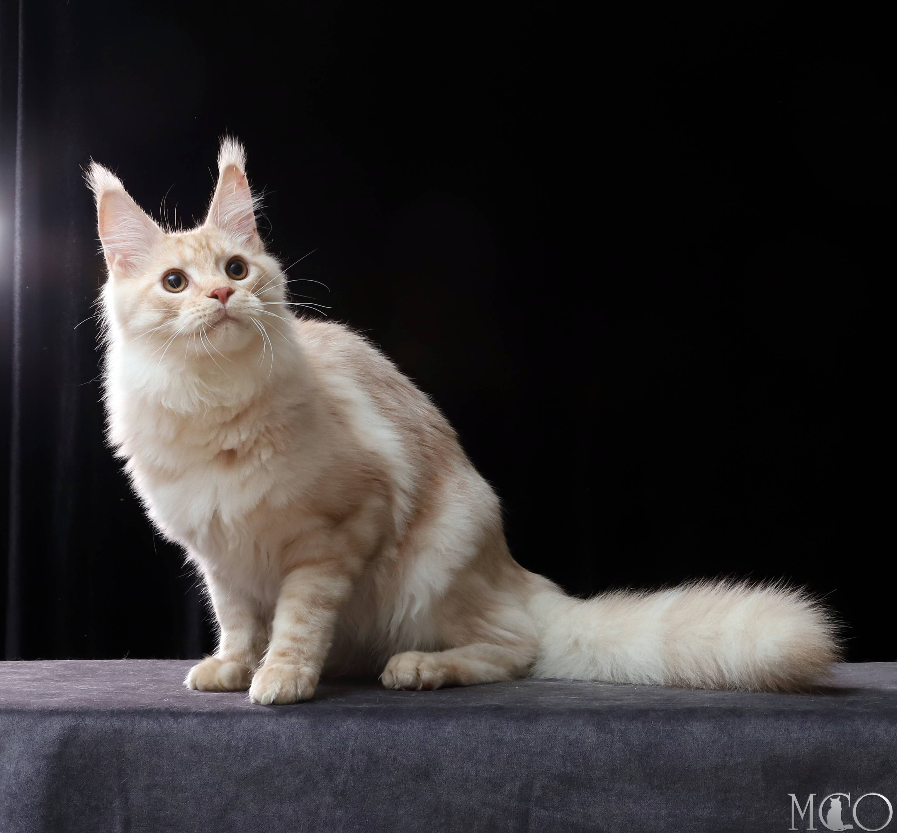 Купить котенка Мейн кун Quiller, es 22