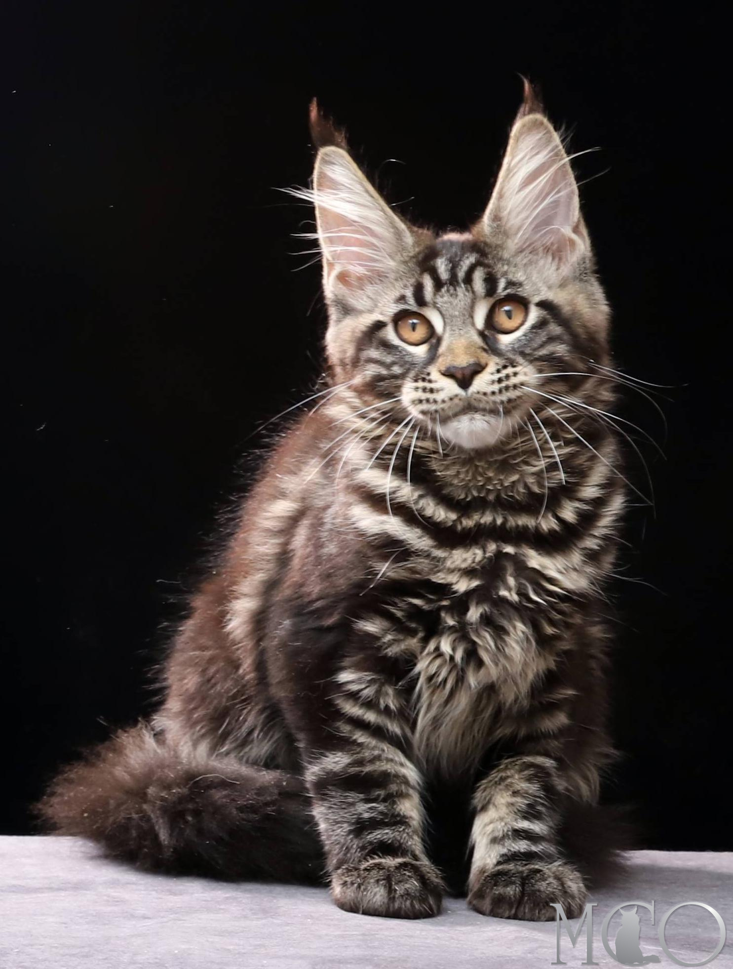 Купить котенка Мейн кун Clementina, n 22