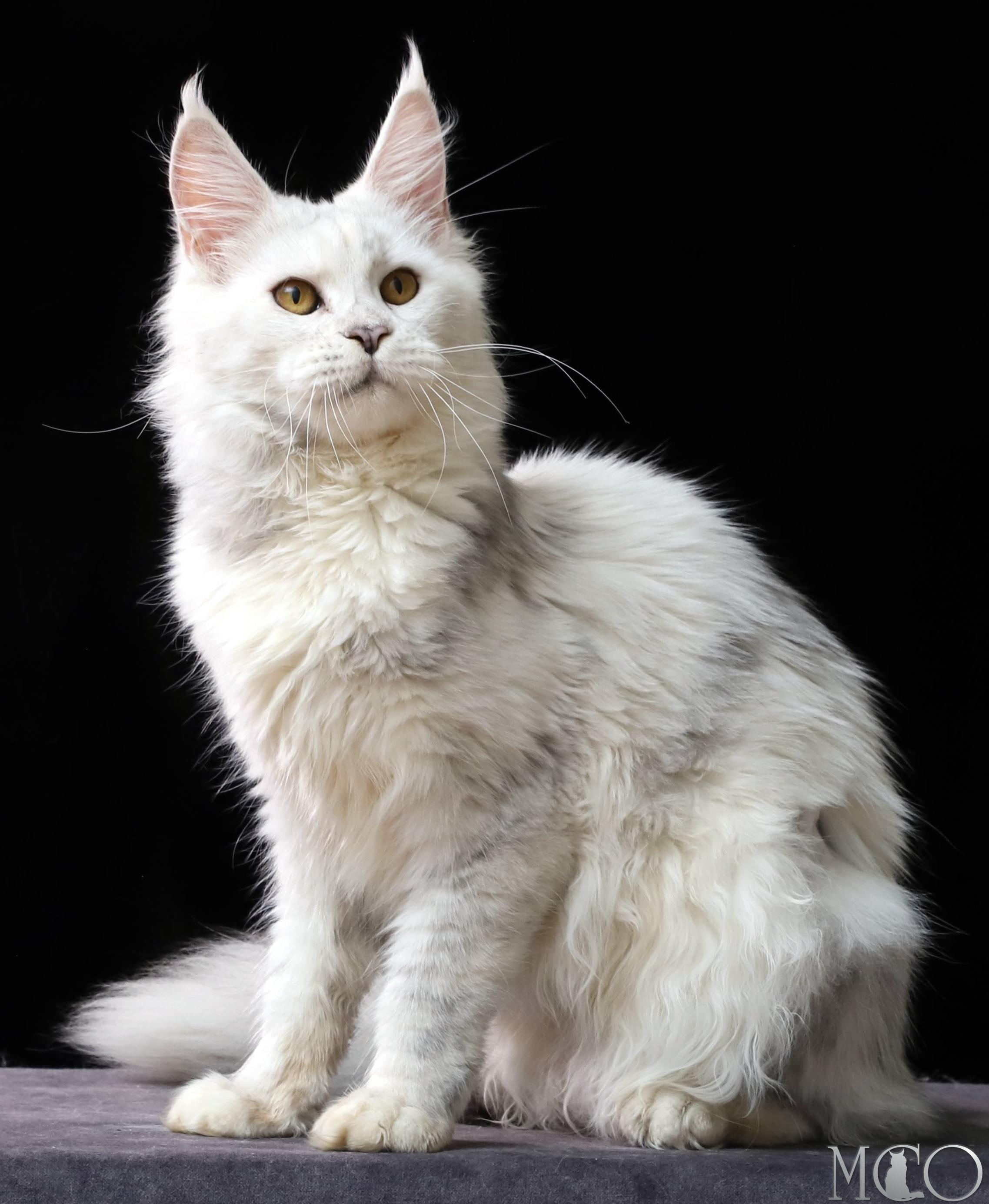 Купить котенка Мейн кун Mira, gs 11