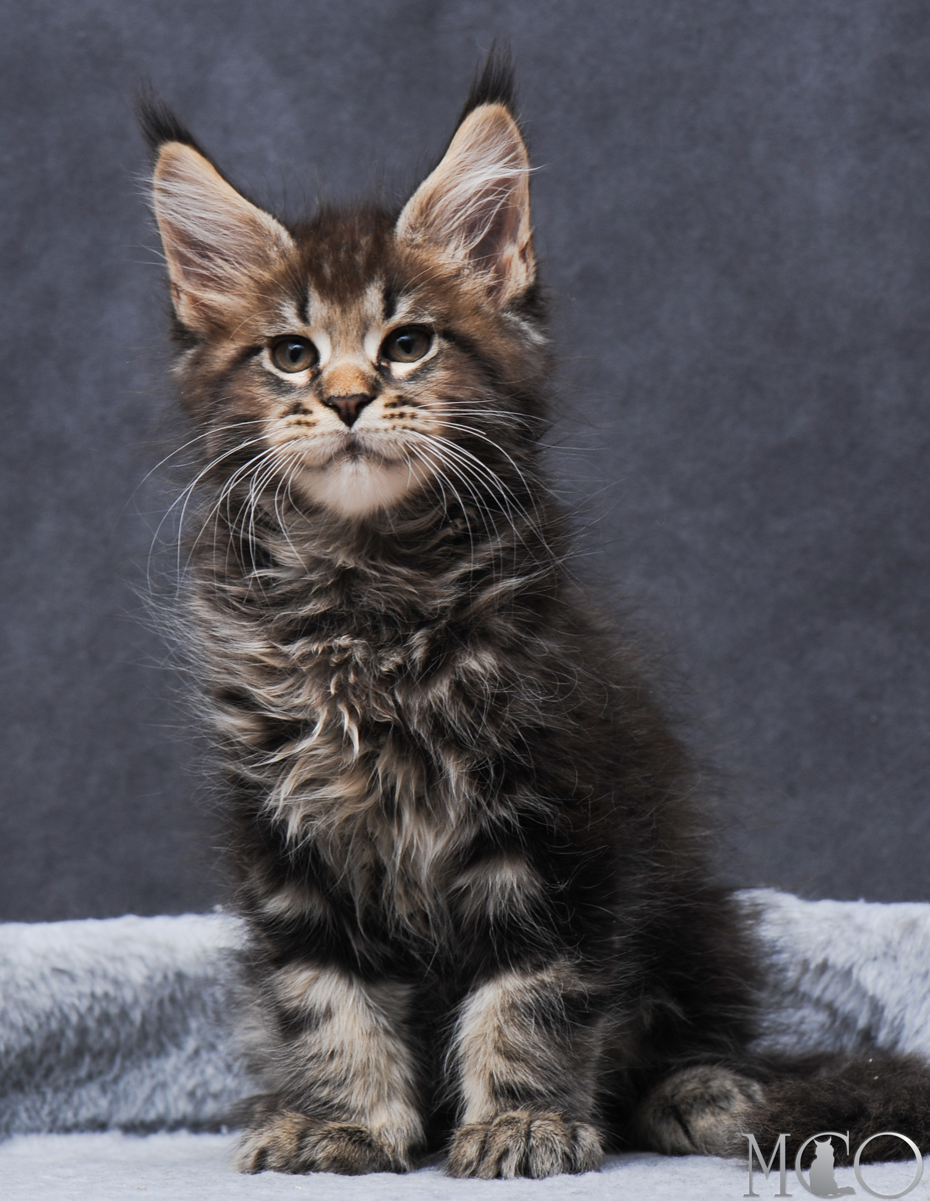 Купить котенка Мейн кун Garfy, n 22