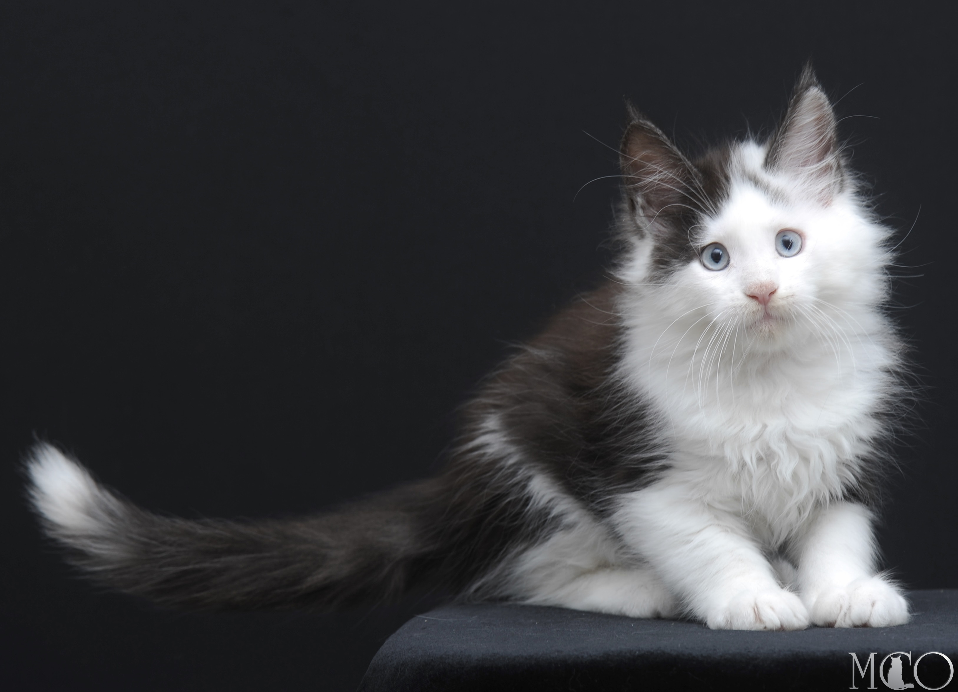Купить котенка Мейн кун Wesley, ns 03 w61