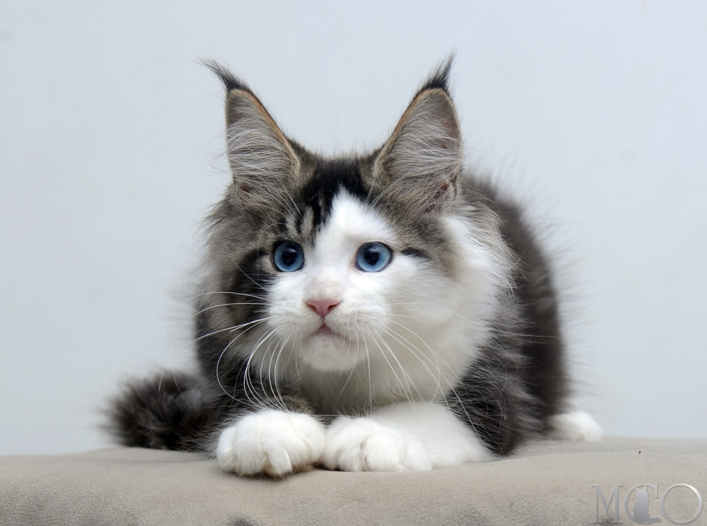 Купить котенка Мейн кун Vanessa (Голубоглазая), n2203