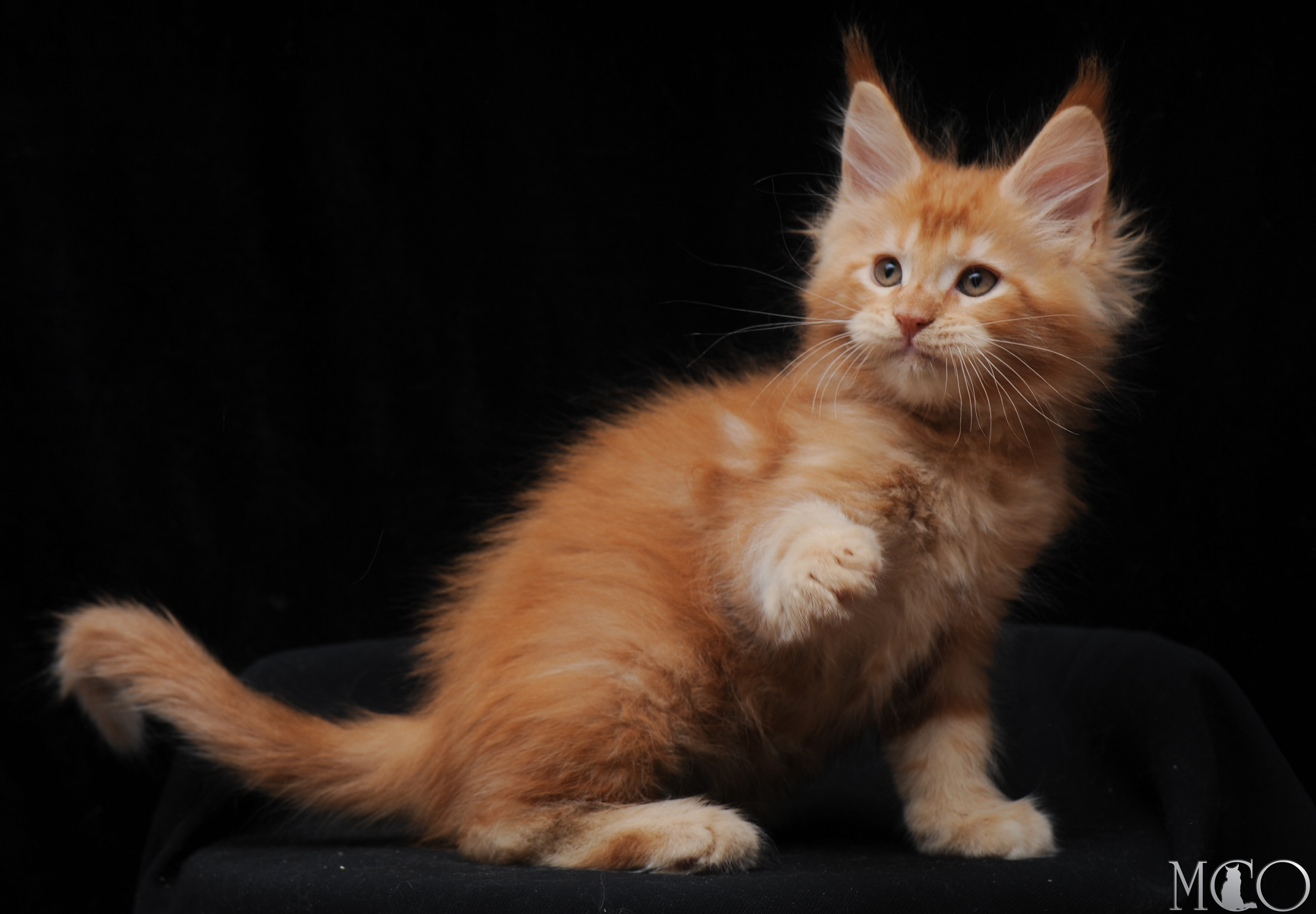 Купить котенка Мейн кун Edison, d