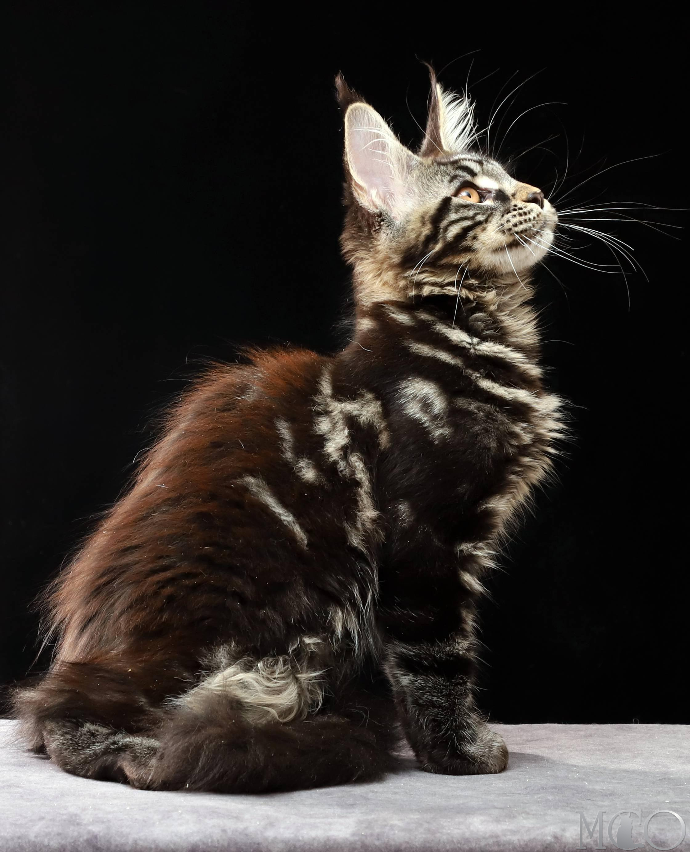 Купить котенка Мейн кун Clementina, n 22