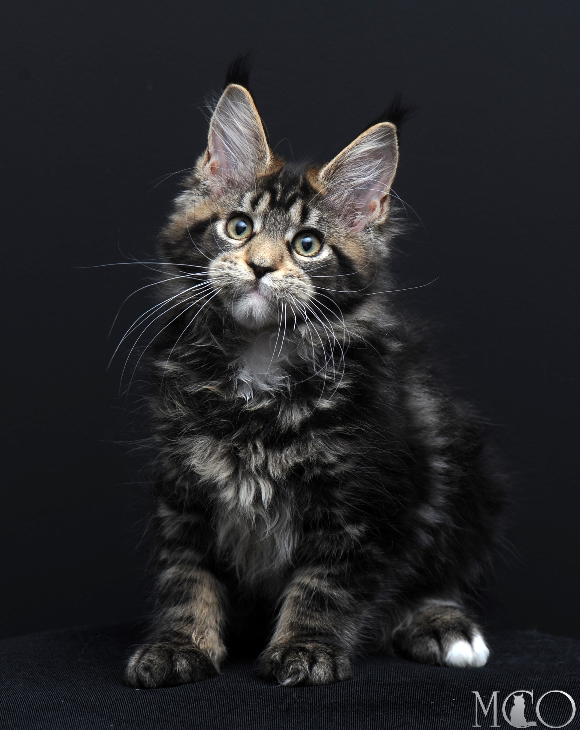 Купить котенка Мейн кун Babita, n 2209