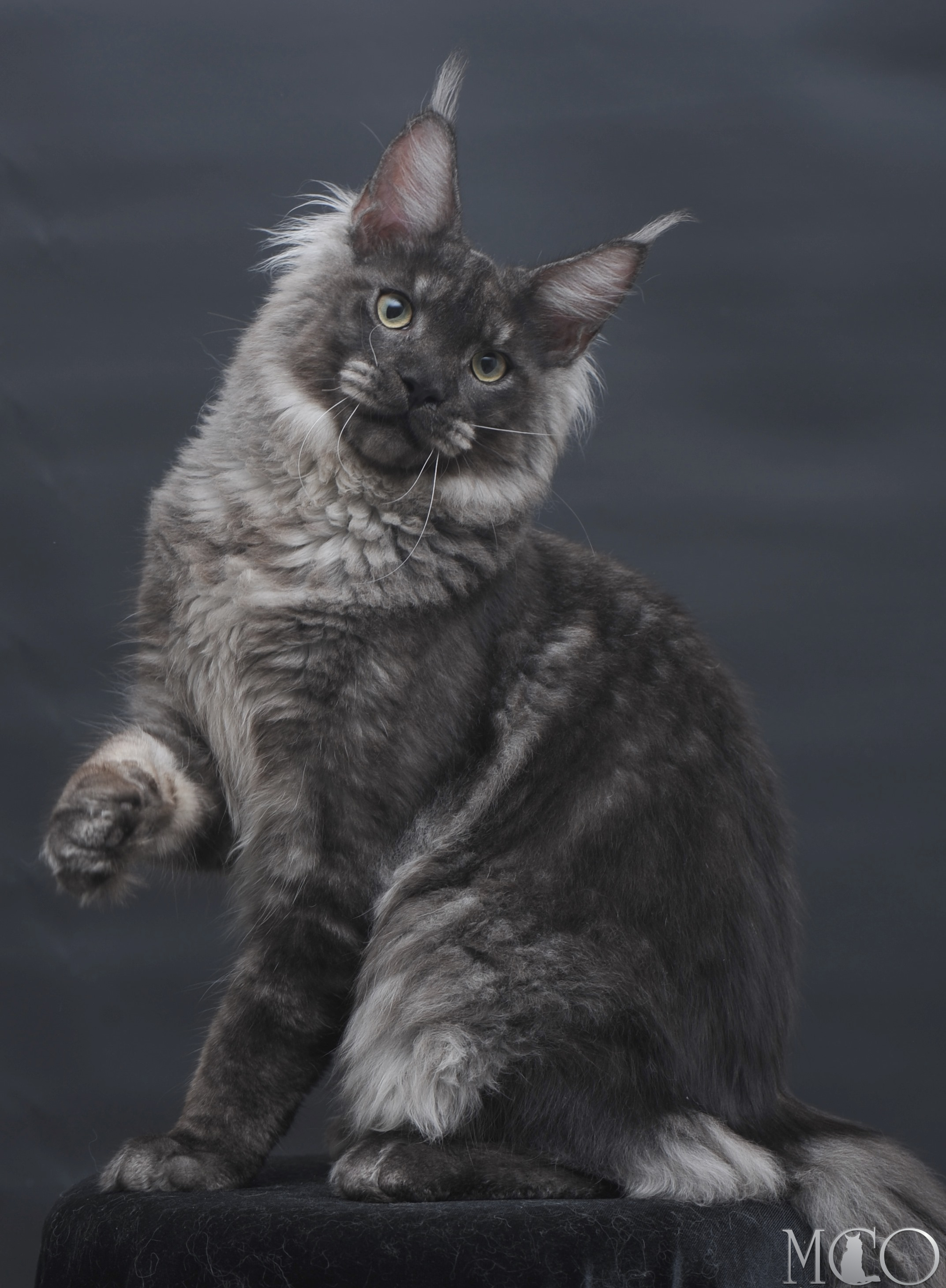 Купить котенка Мейн кун Casper, ns