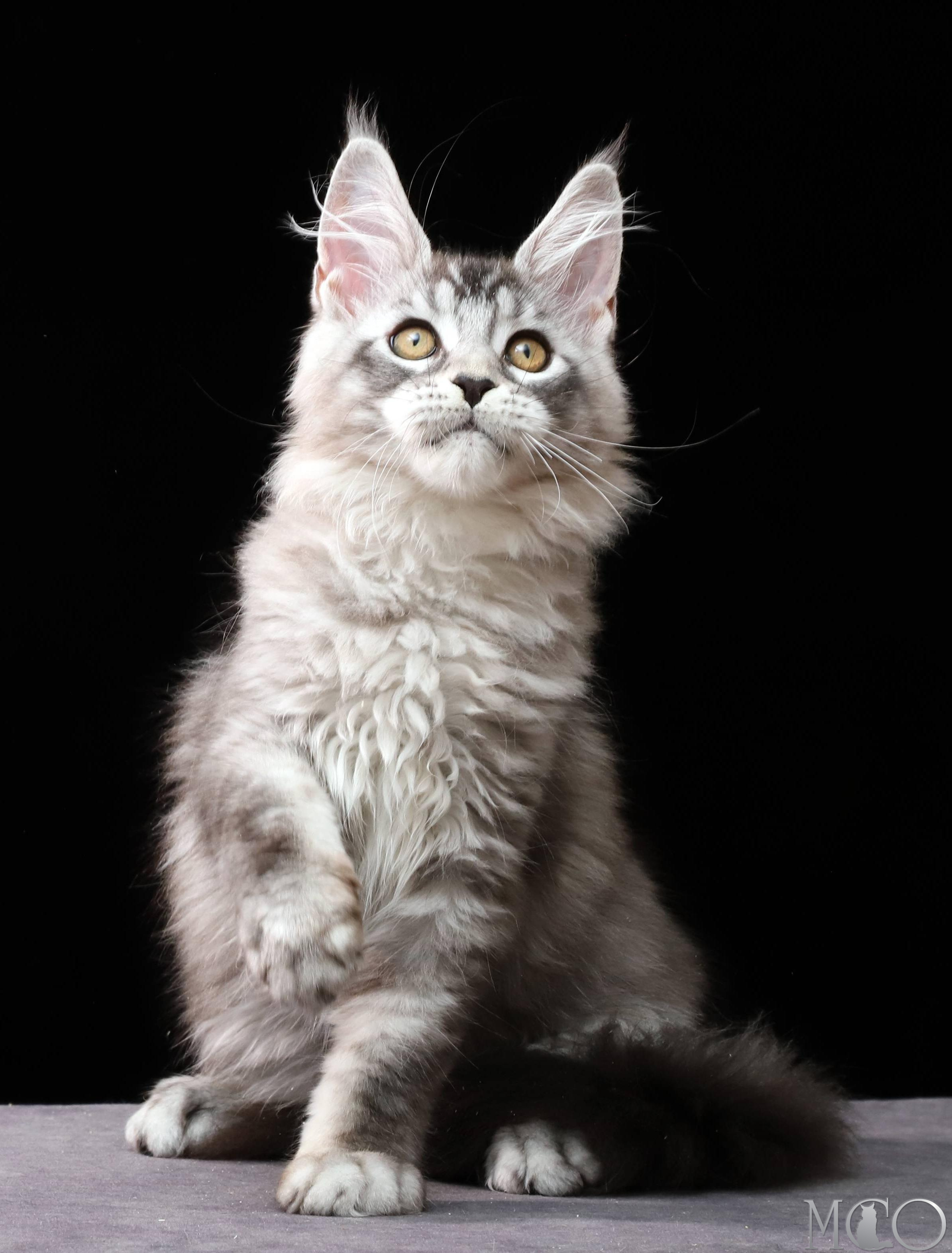 Купить котенка Мейн кун Delicious, ns 25