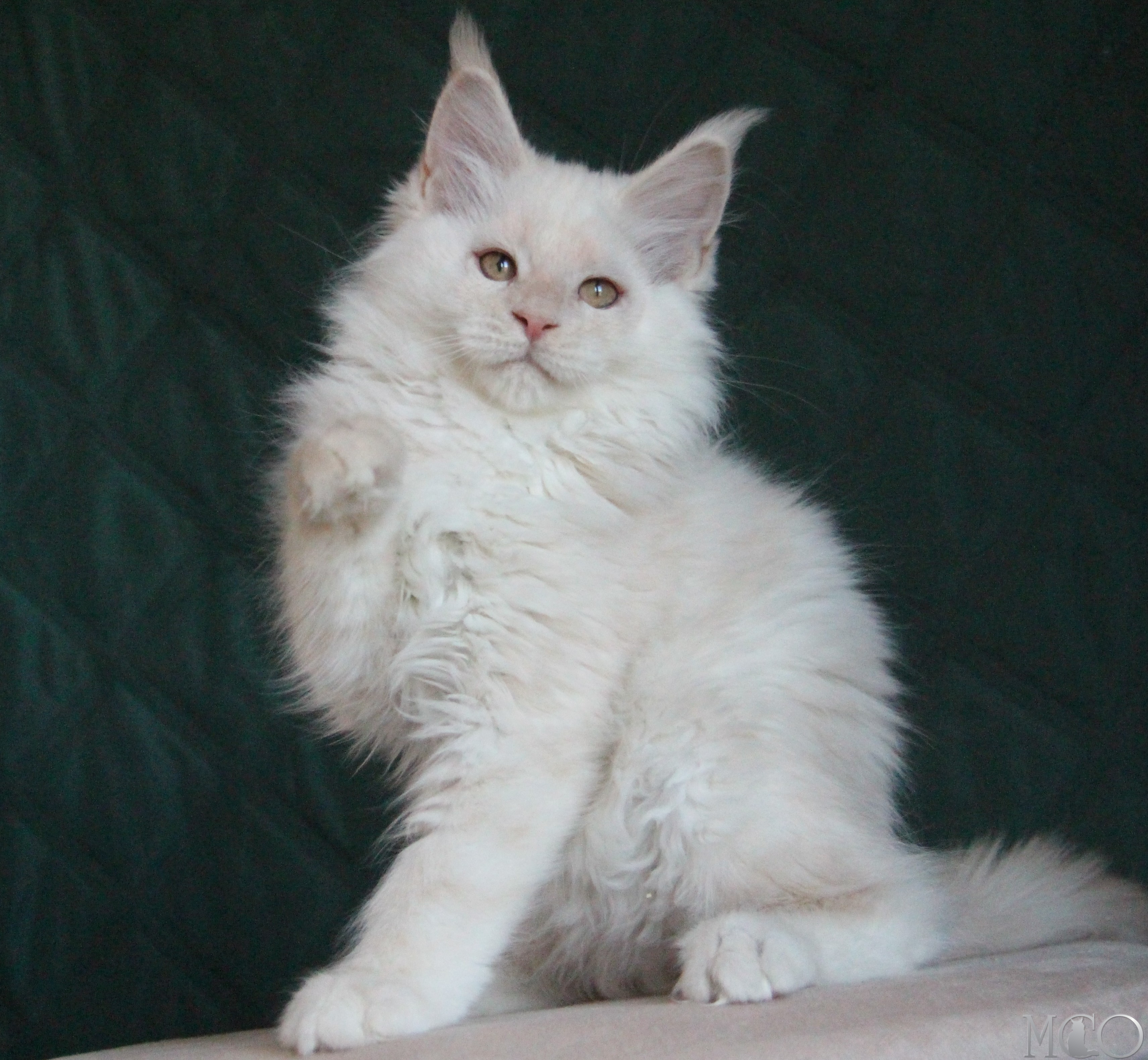 Купить котенка Мейн кун Lukum, ds 22