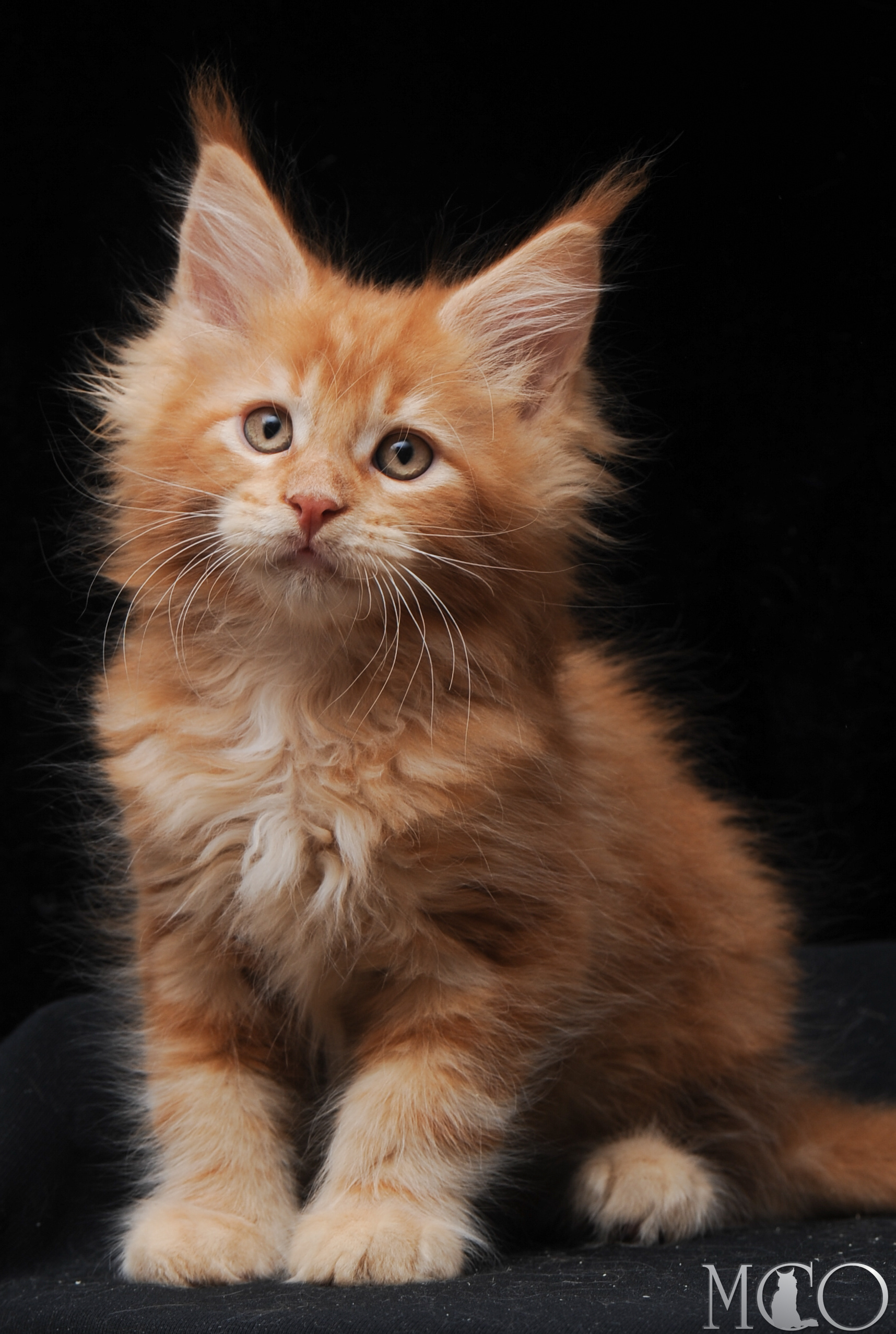 Купить котенка Мейн кун Elisey, d