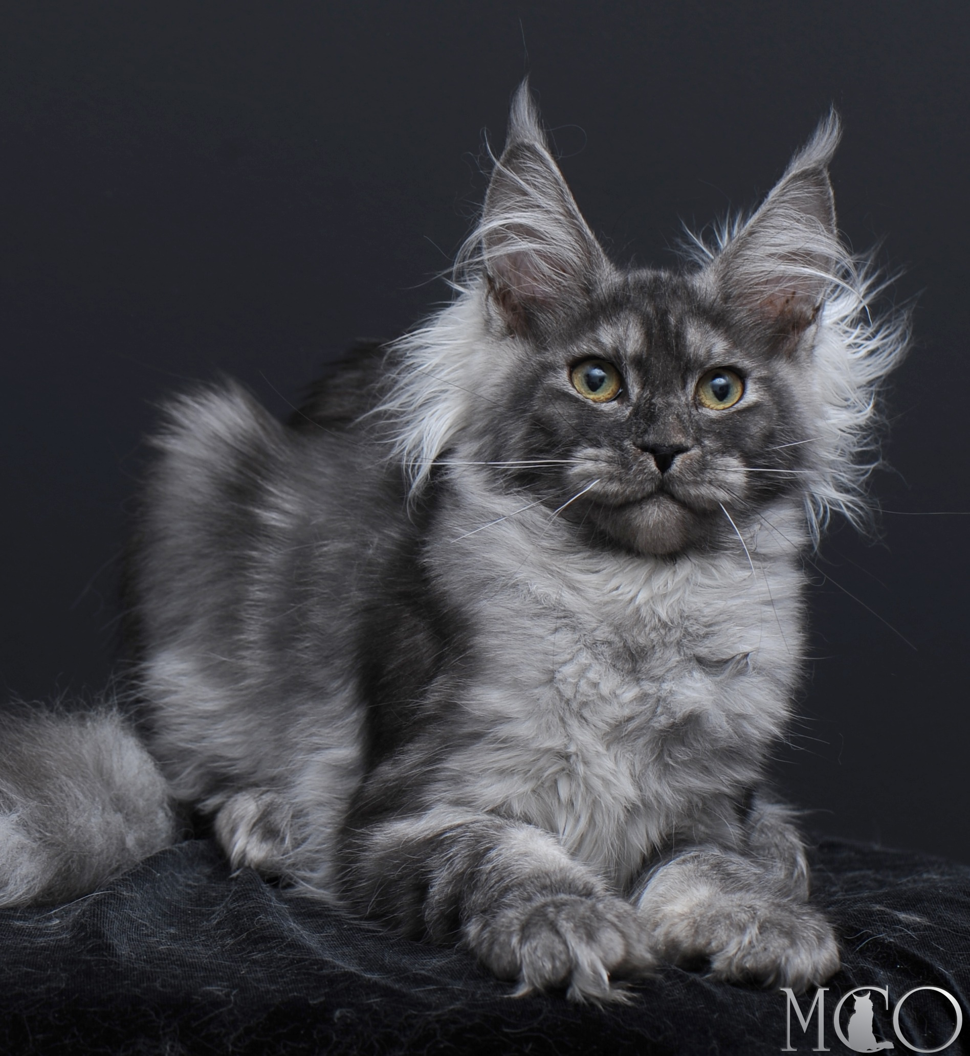 Купить котенка Мейн кун Sabrina, ns