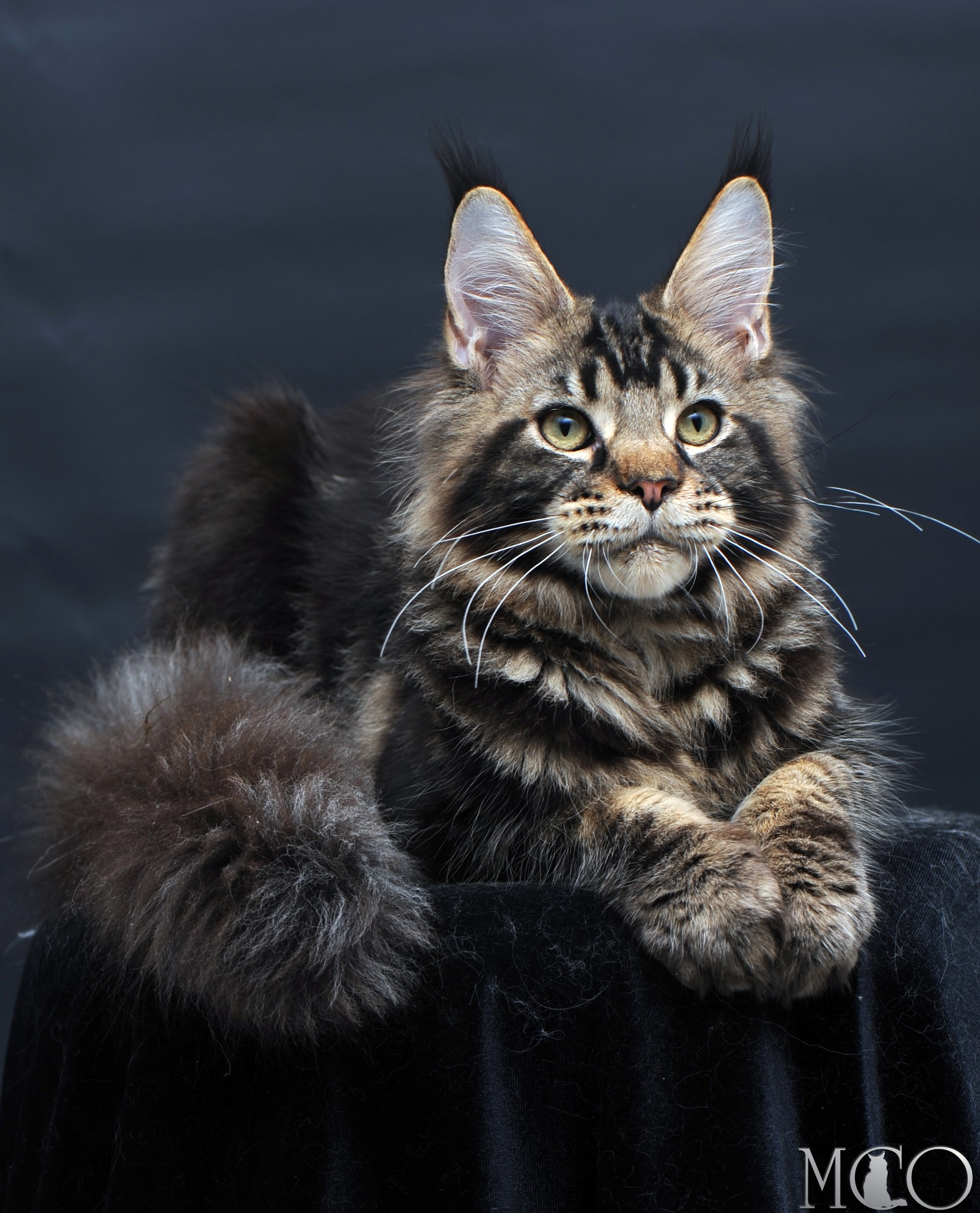 Купить котенка Мейн кун Elvis, n 22