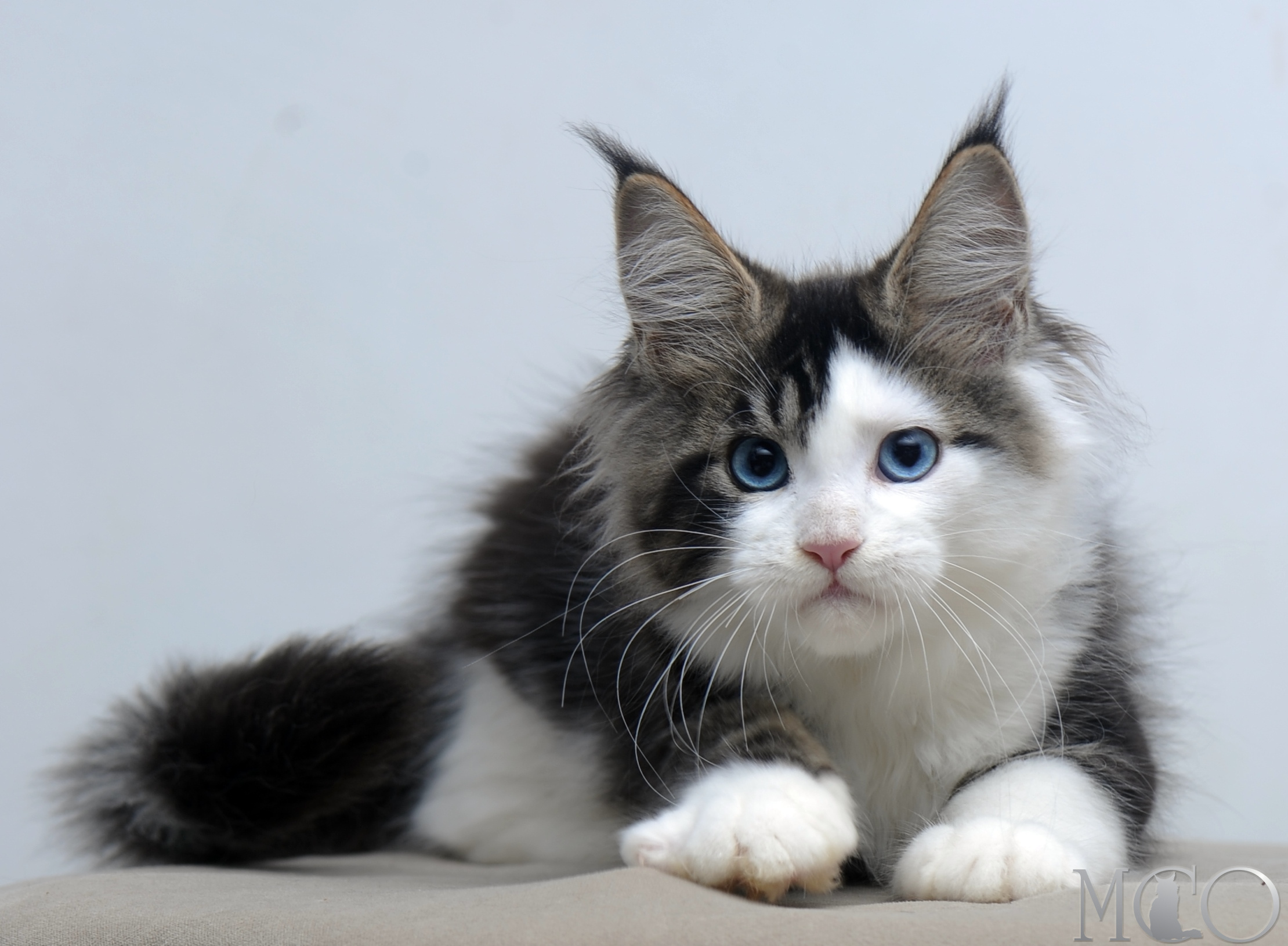 Купить котенка Мейн кун Vanessa (Голубоглазая), n2203