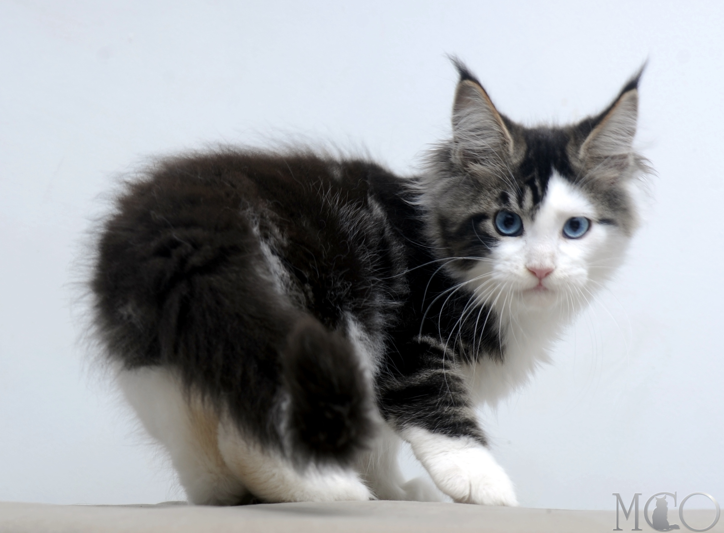 Купить котенка Мейн кун Vanessa (Голубоглазая), n2203