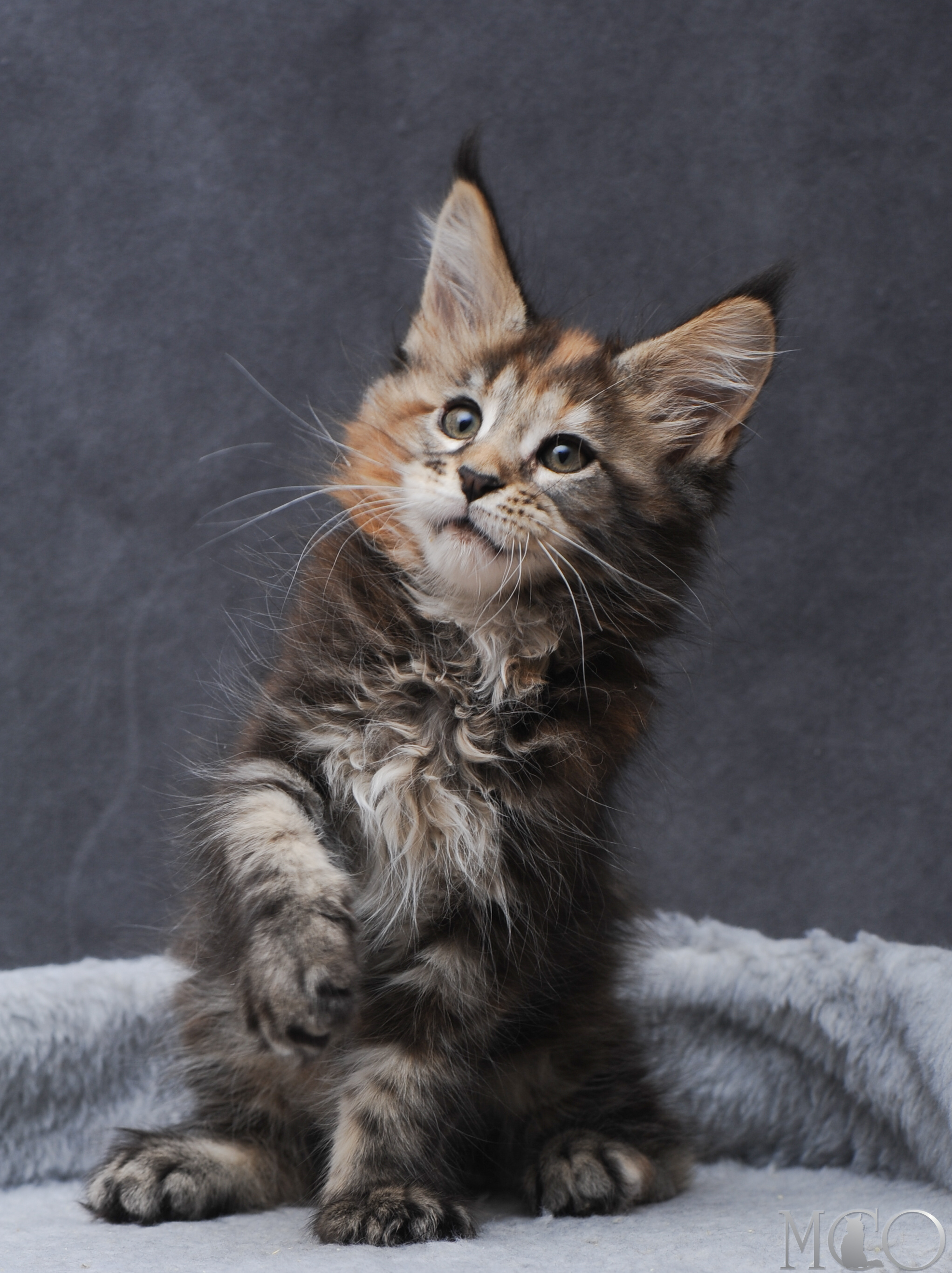 Купить котенка Мейн кун Gretta, f 22