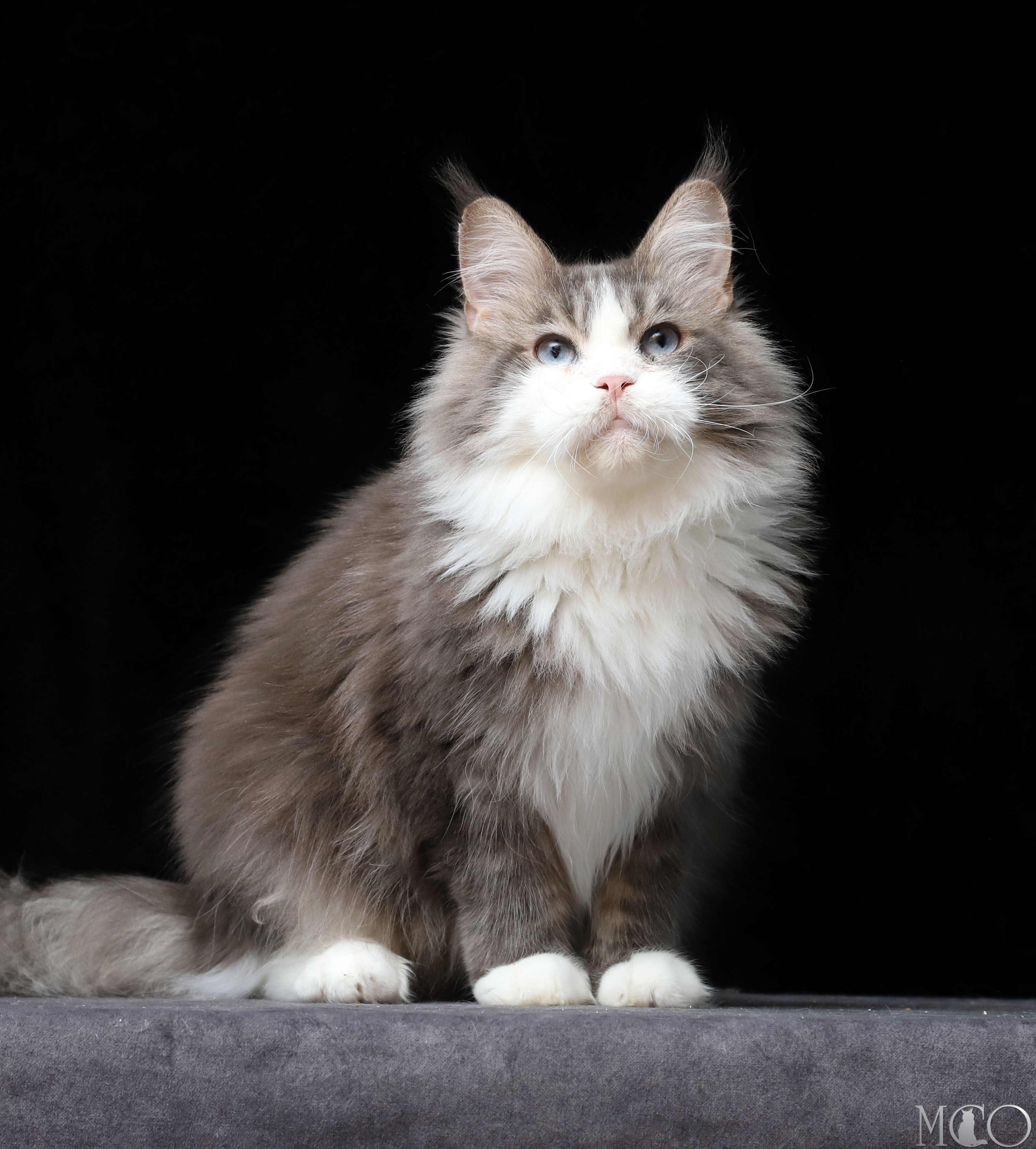 Lesia, a 22 03 61