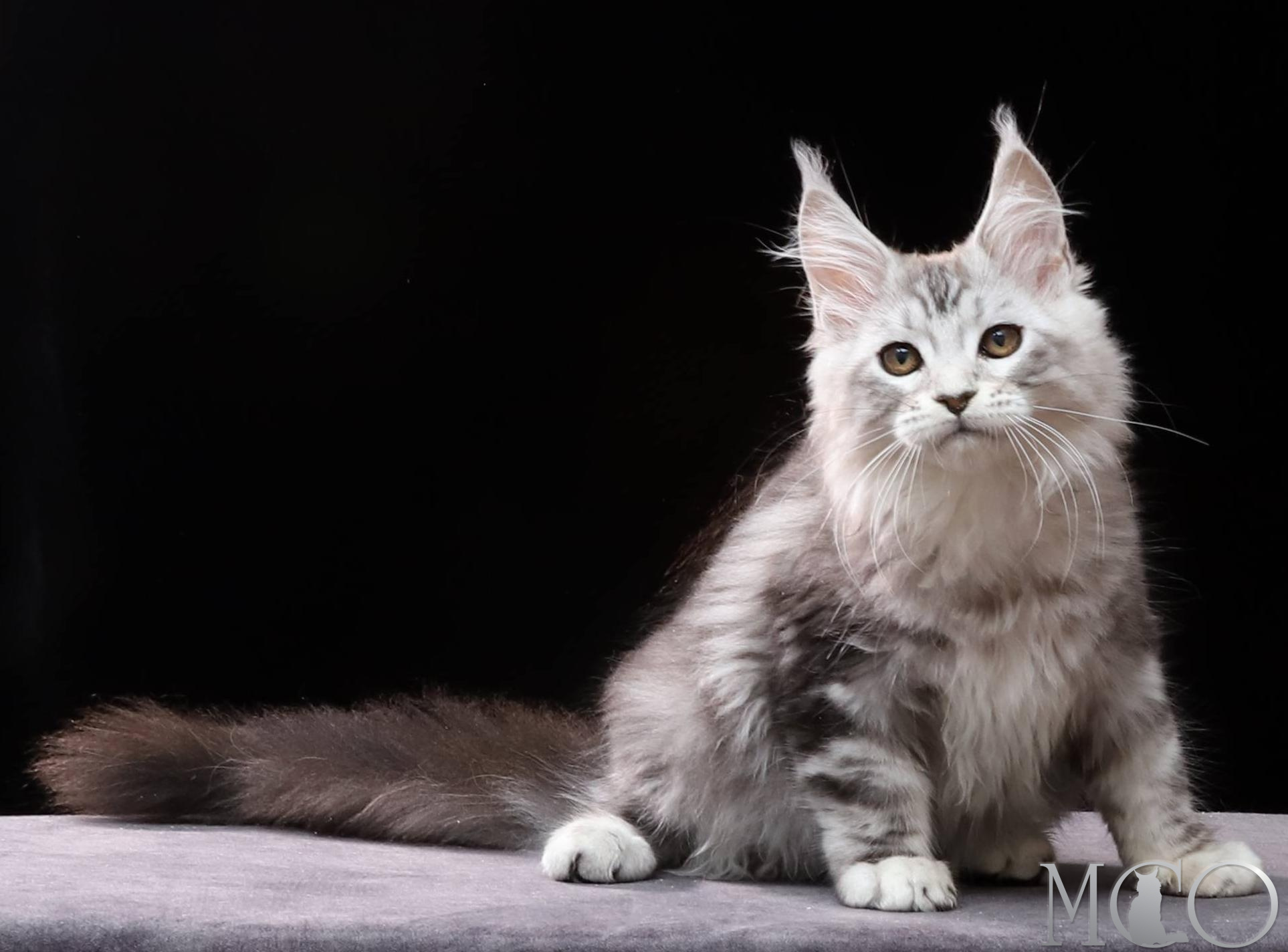 Купить котенка Мейн кун Dove, ns 22