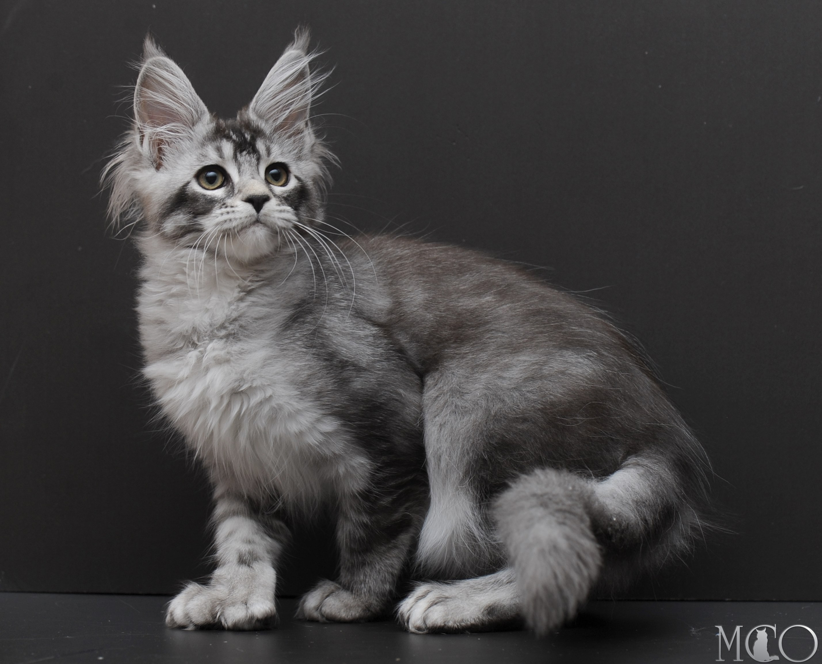 Купить котенка Мейн кун Kalila, ns 25
