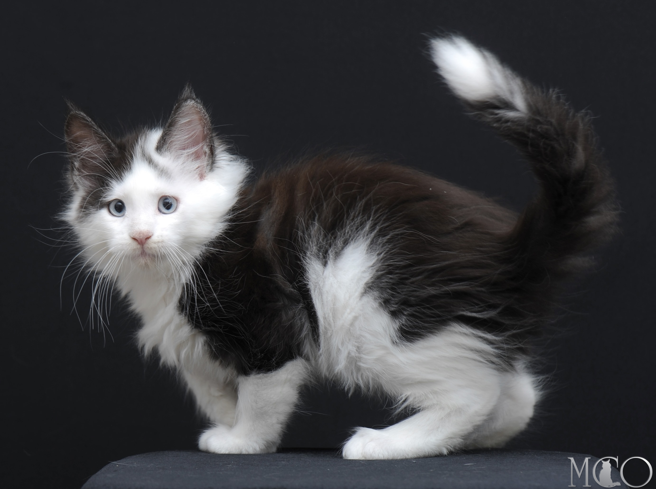 Купить котенка Мейн кун Wesley, ns 03 w61