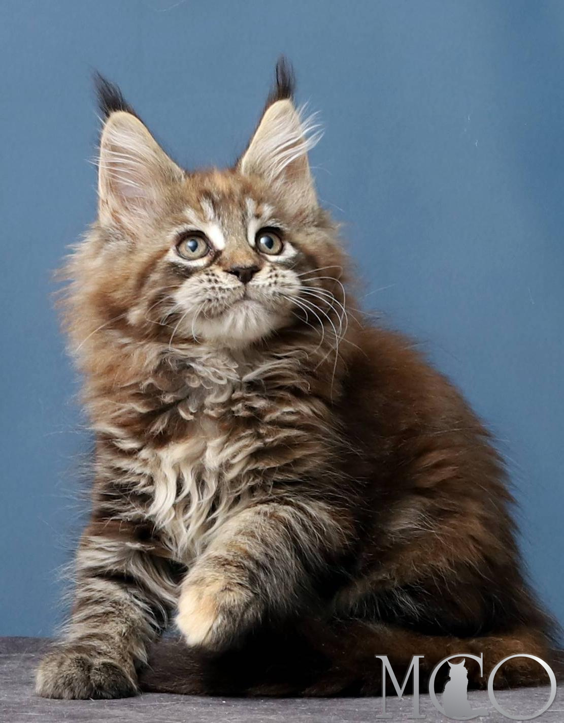 Купить котенка Мейн кун Hanna, f 22