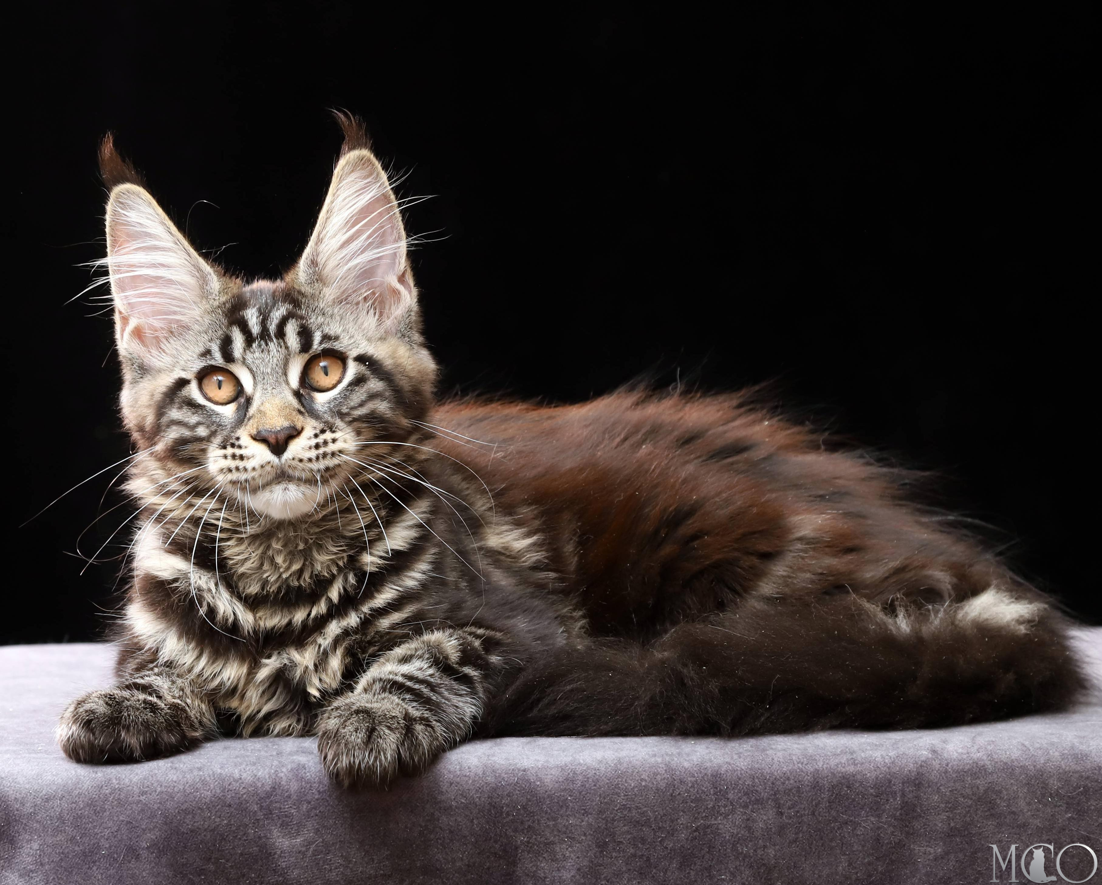 Купить котенка Мейн кун Clementina, n 22